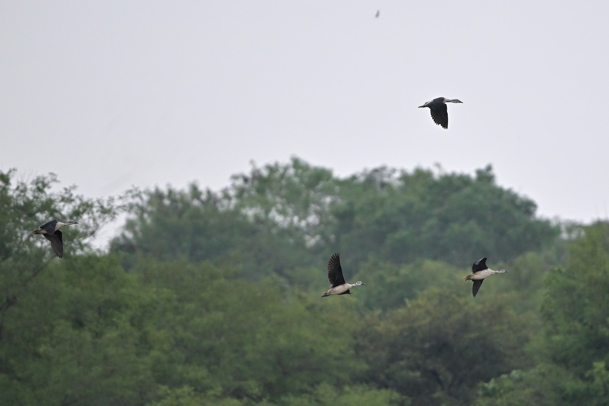 Knob-billed Duck - ML644354399