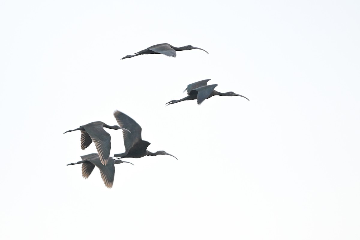 Glossy Ibis - ML644354408