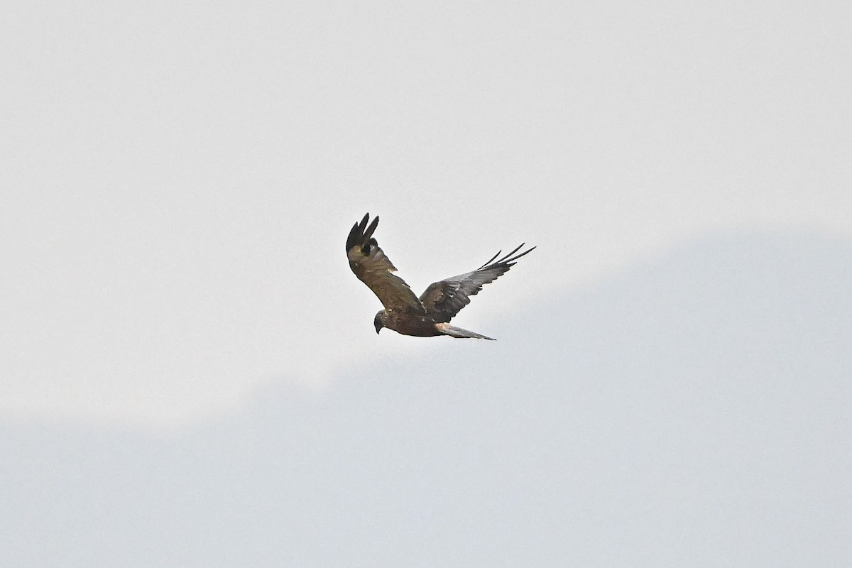 Western Marsh Harrier - ML644354409