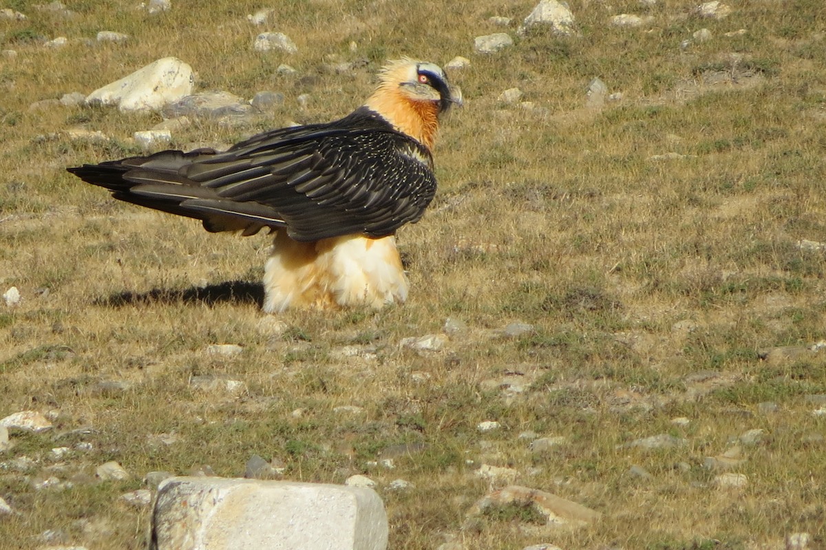 Sakallı Akbaba - ML644354410