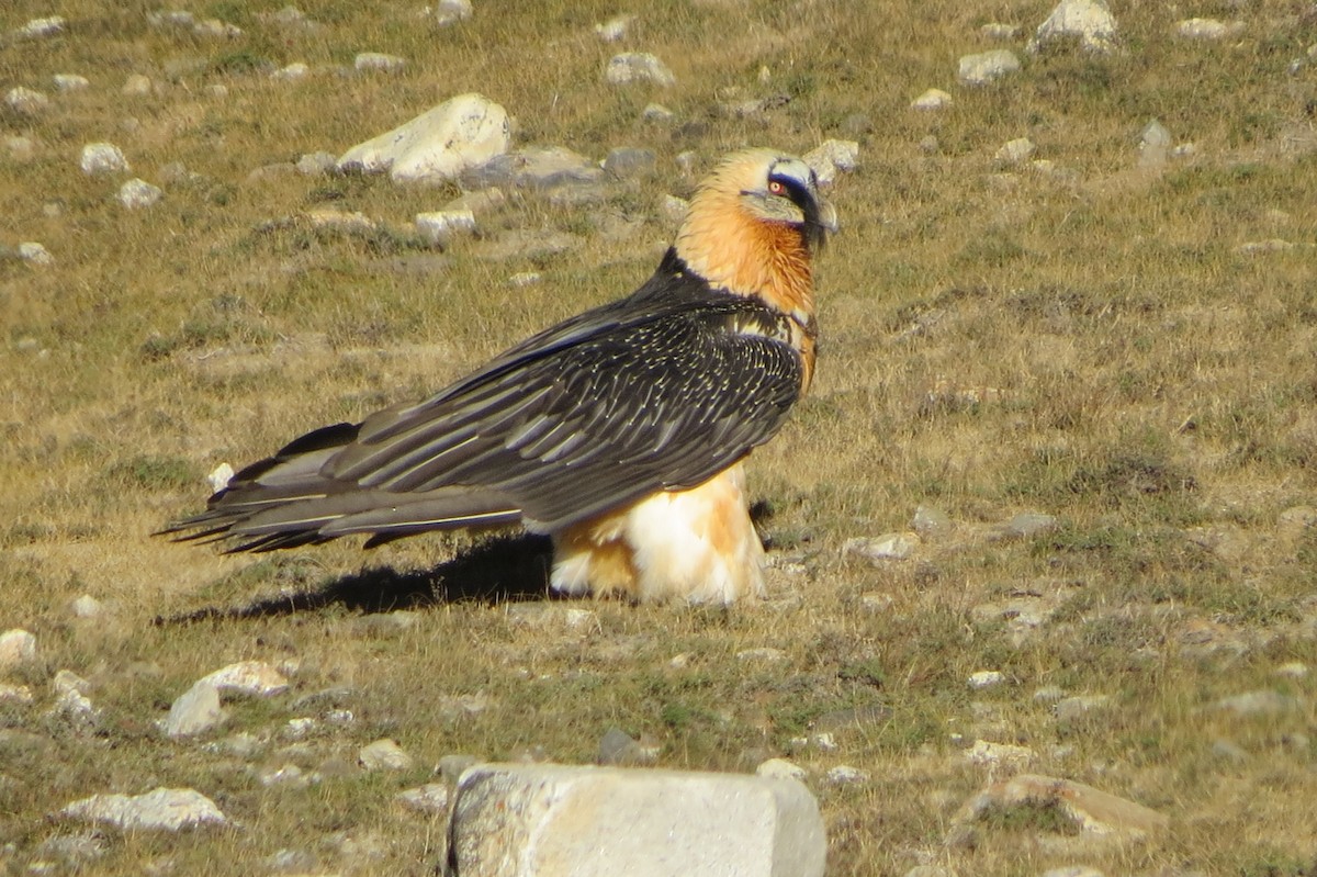 Sakallı Akbaba - ML644354411