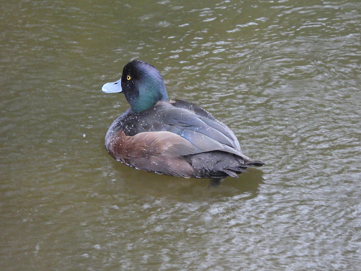 New Zealand Scaup - ML644354414