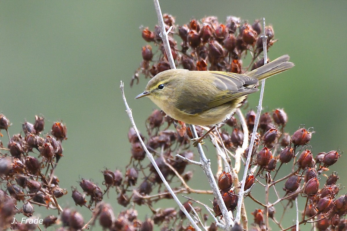 Canary Islands Chiffchaff - ML644354416