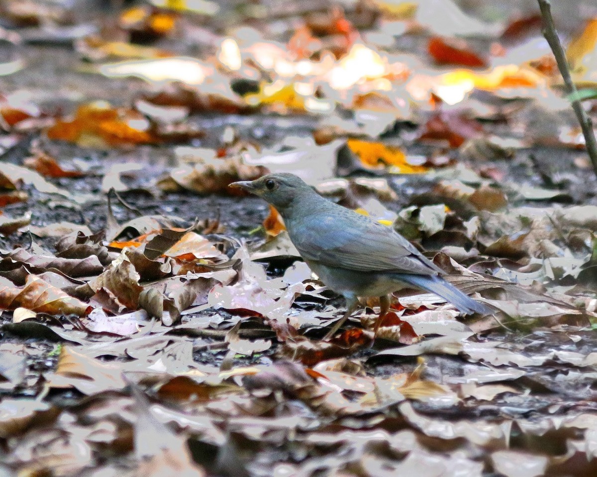 Tickell's Thrush - ML644354417