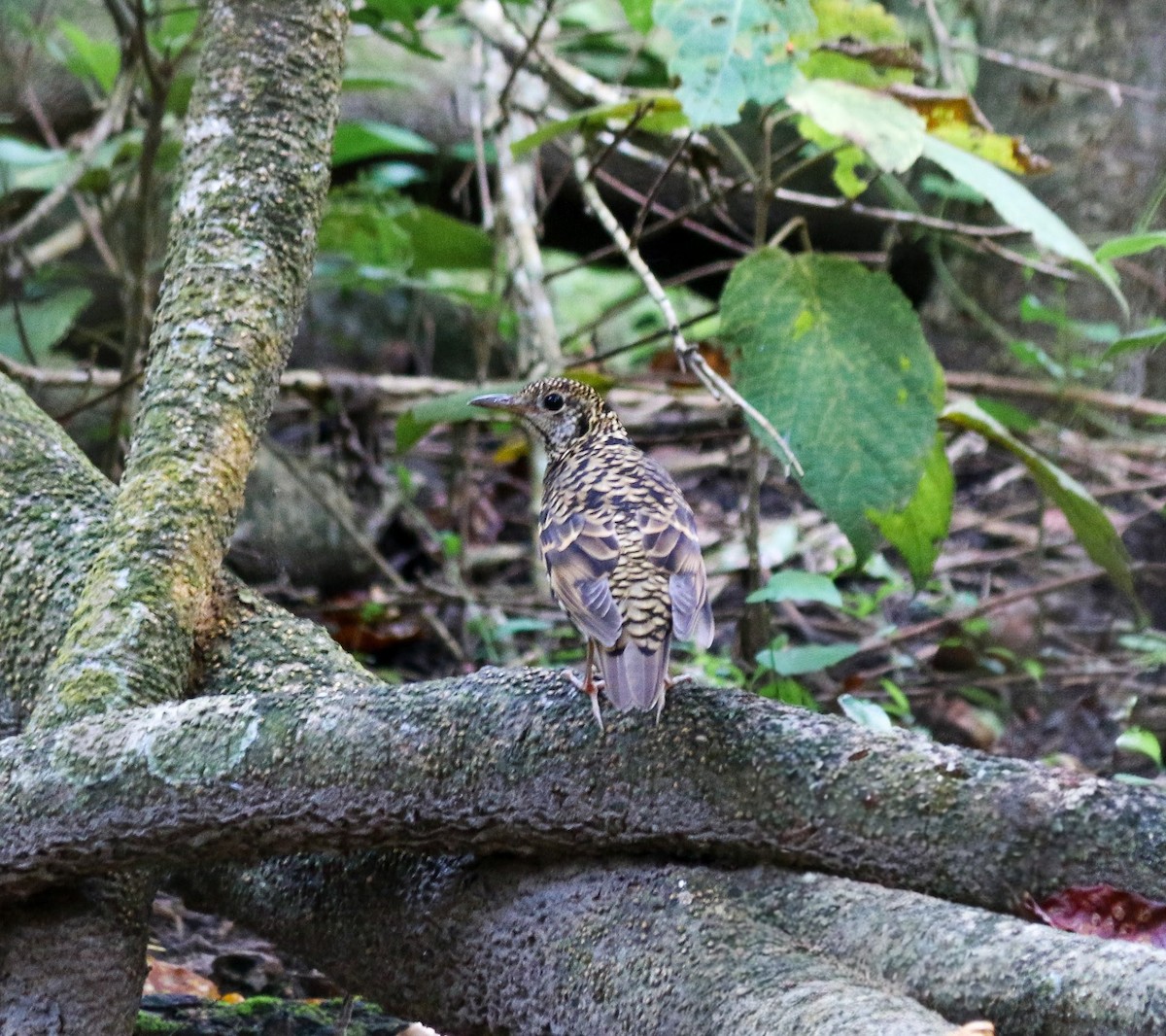 Scaly Thrush - ML644354418