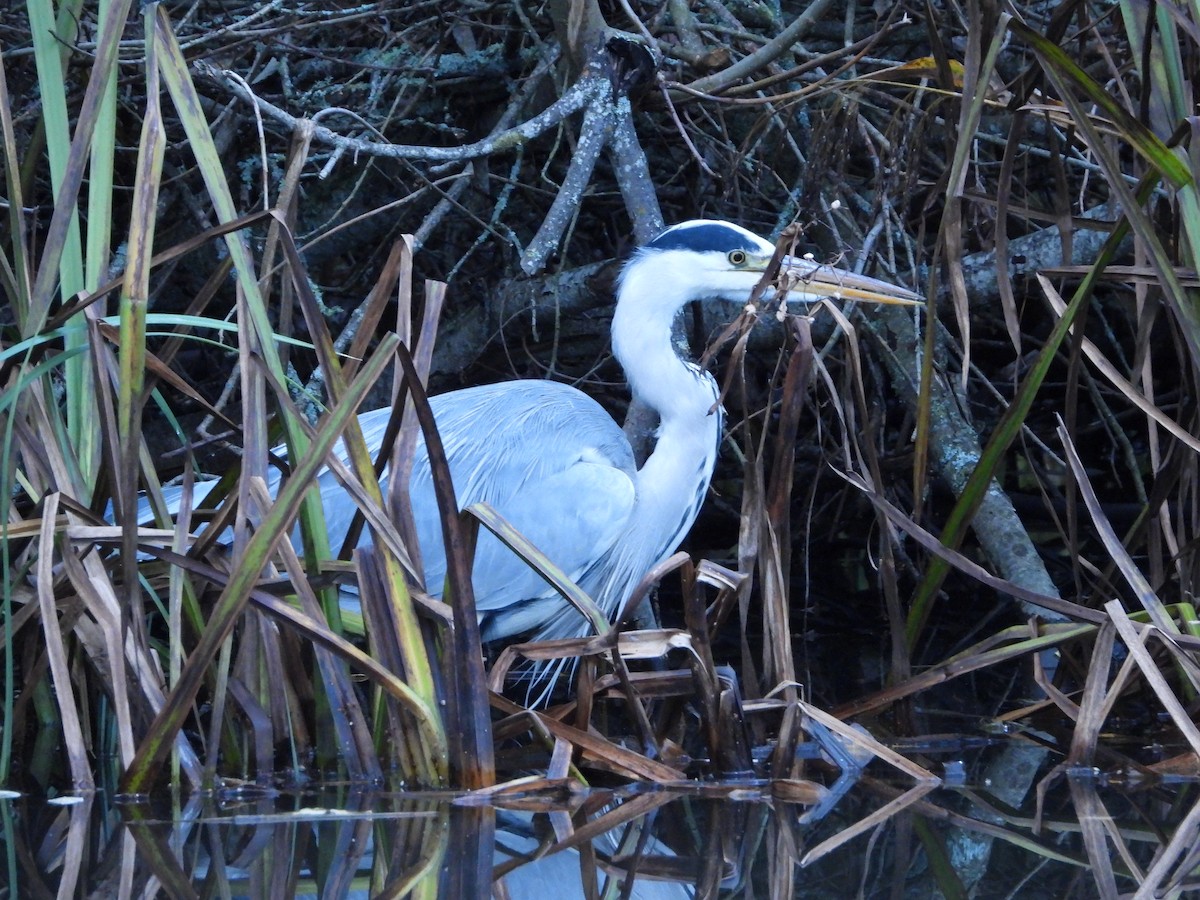 Gray Heron - ML644354420