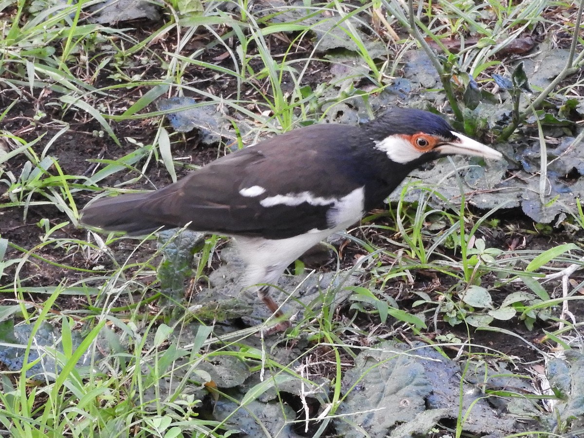 Javan Pied Starling - ML644354424
