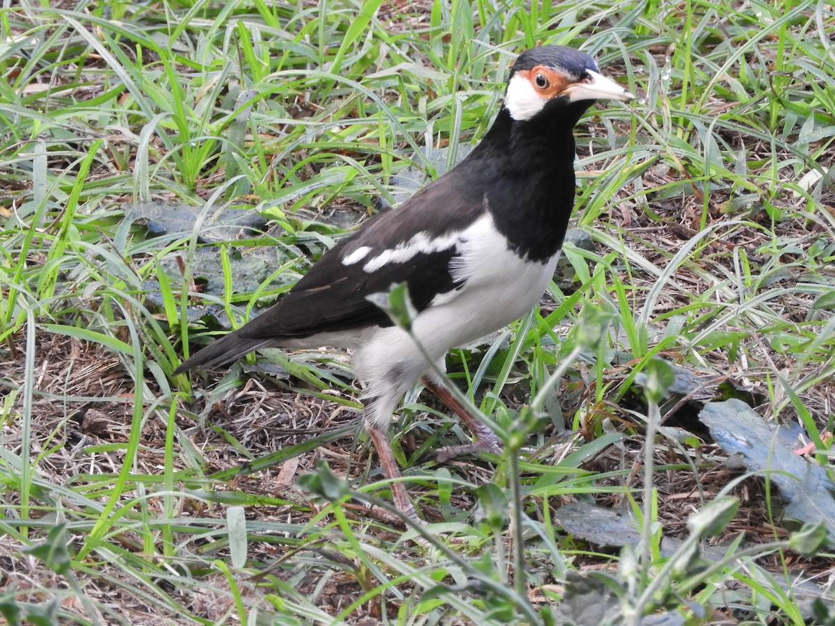 Javan Pied Starling - ML644354425