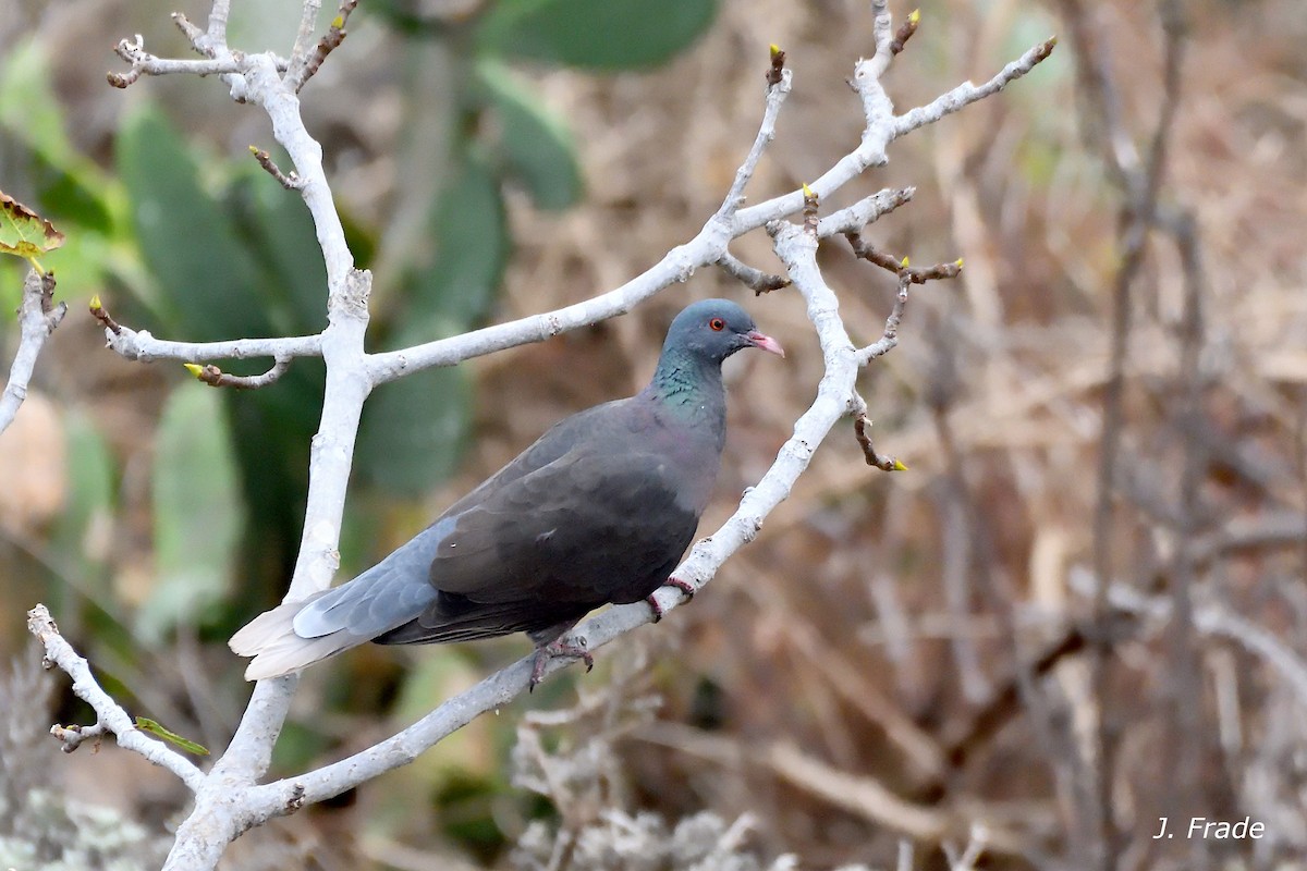 Pigeon des lauriers - ML644354426