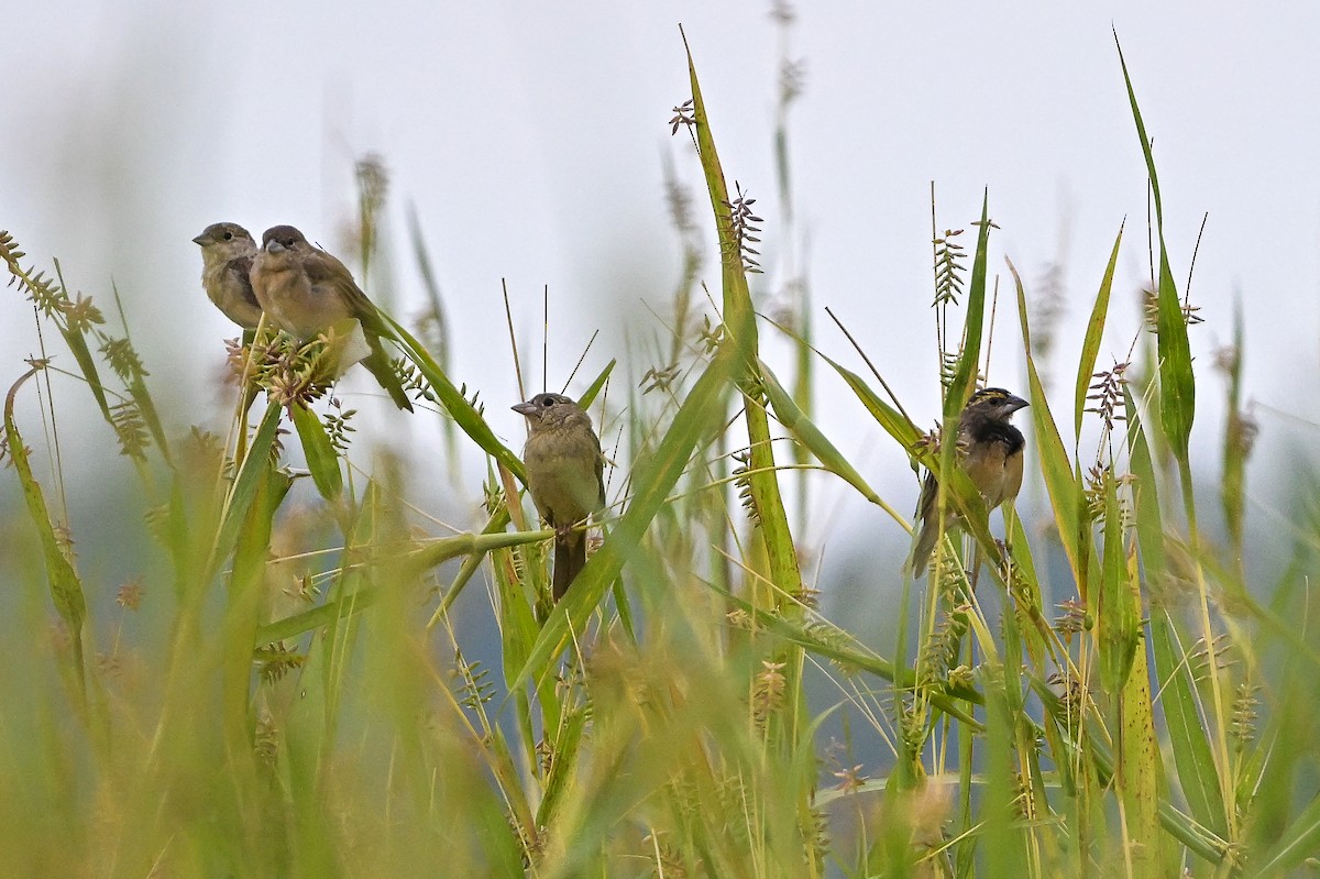 Black-breasted Weaver - ML644354427