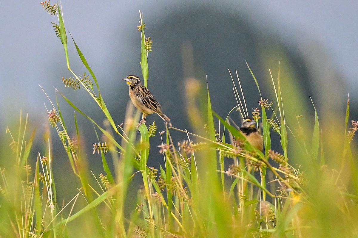 Black-breasted Weaver - ML644354428