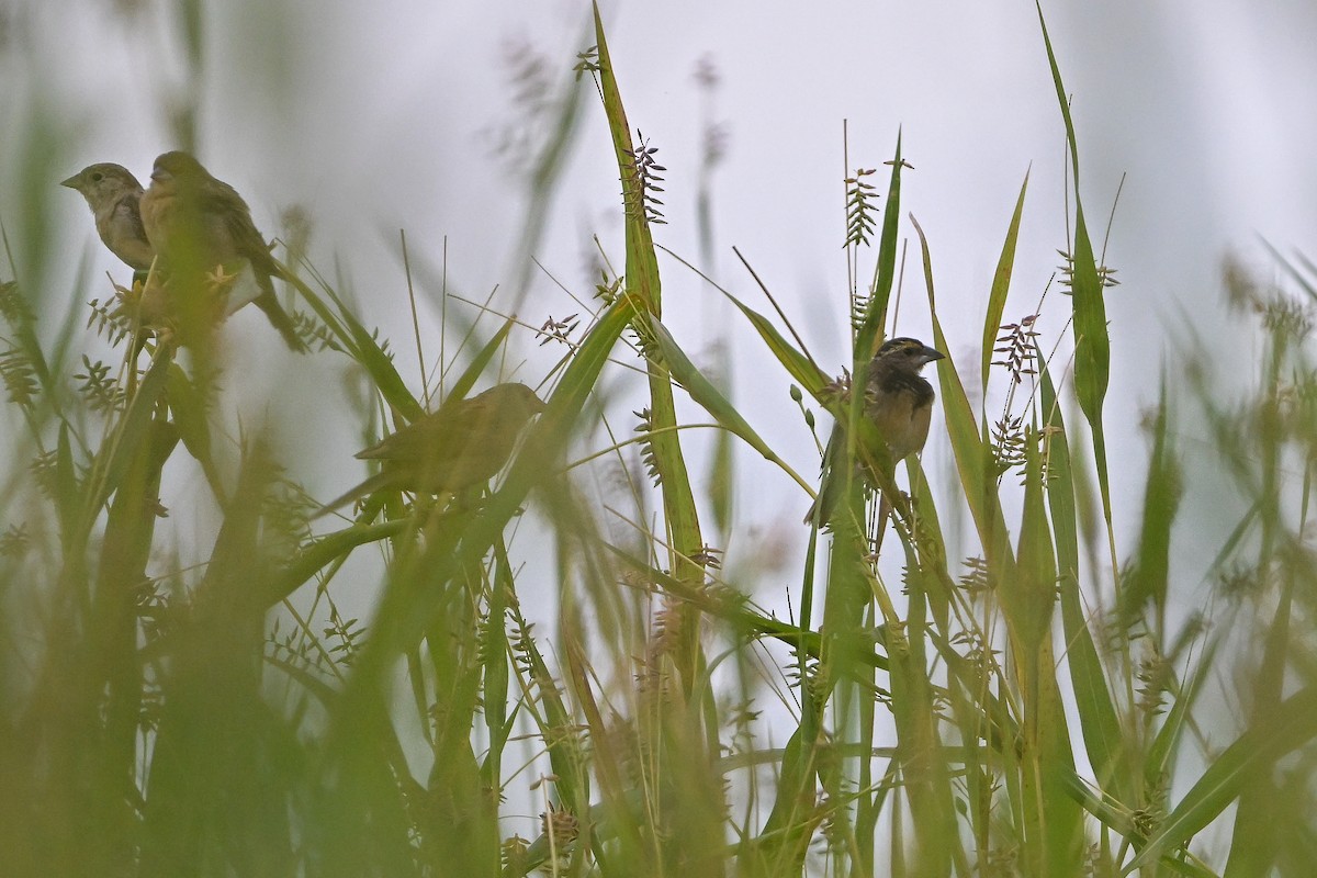 Black-breasted Weaver - ML644354429