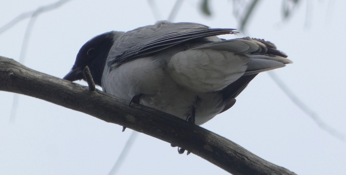 Black-faced Cuckooshrike - ML644354434