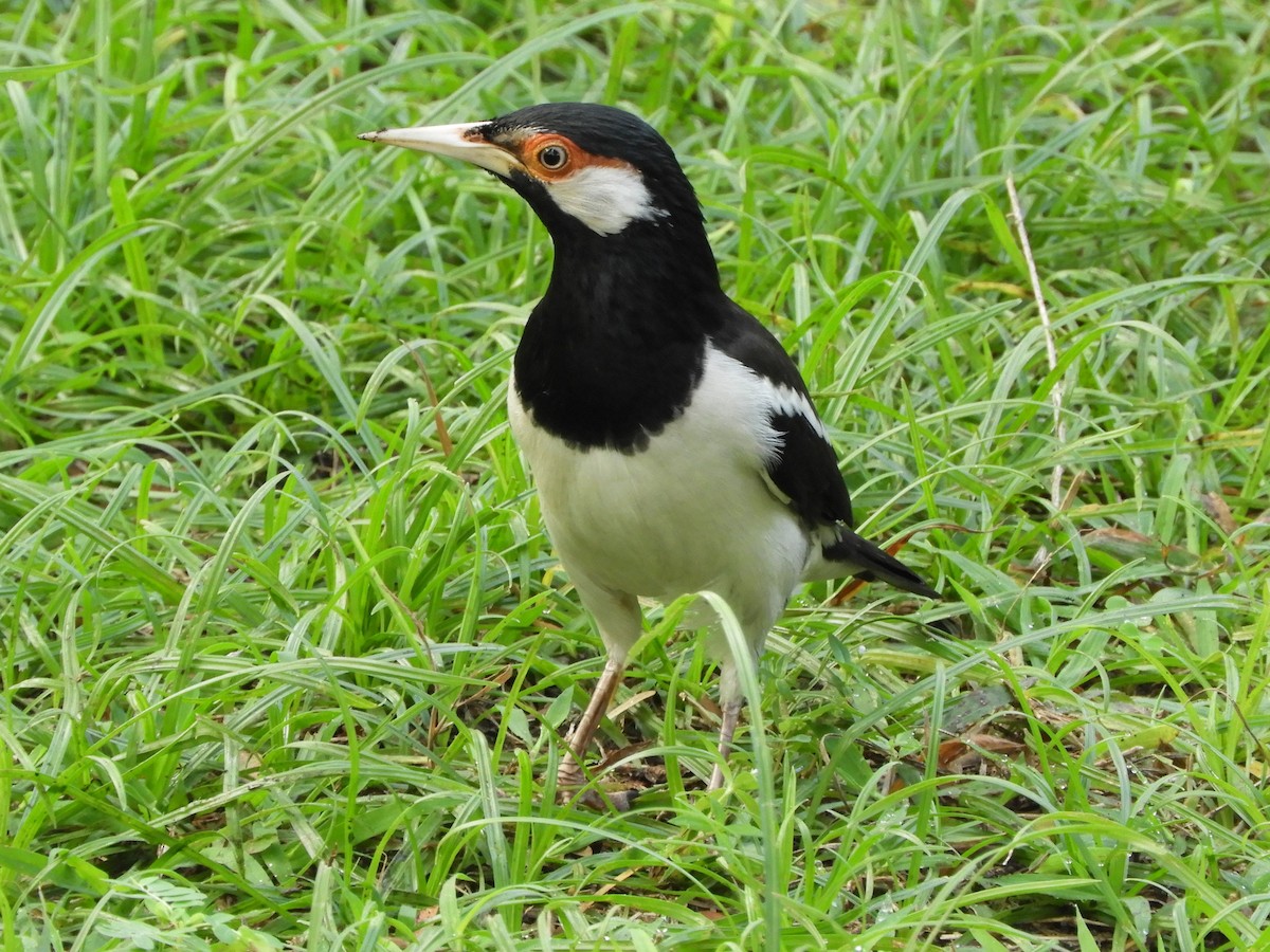 Javan Pied Starling - ML644354435