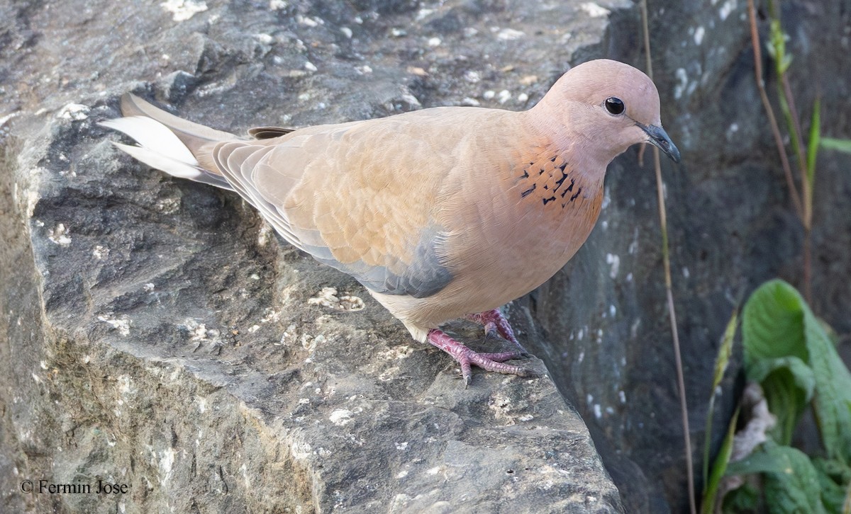 Palmtaube - ML644354436