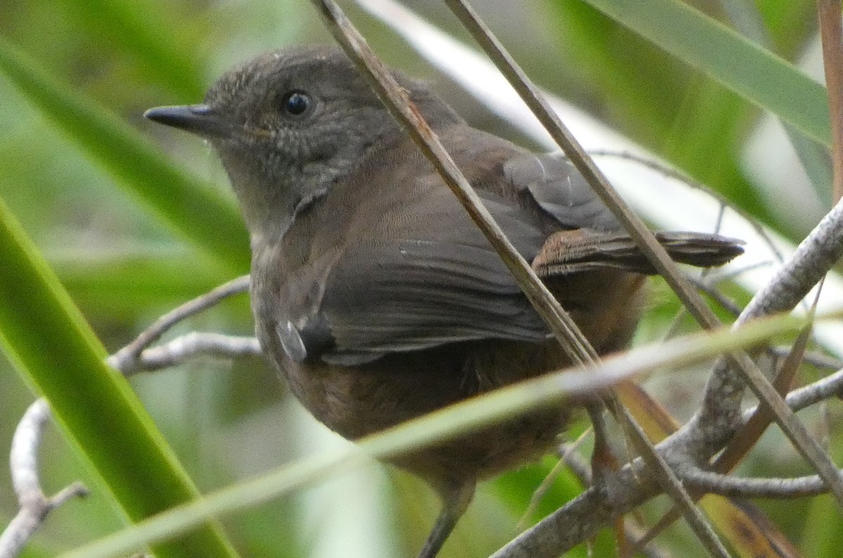 tasmankrattsmett - ML644354438