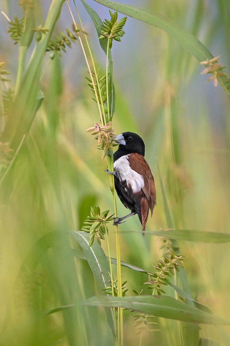 Tricolored Munia - ML644354439