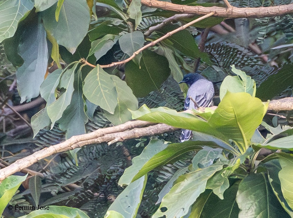 Schwarzkopf-Raupenfänger - ML644354440