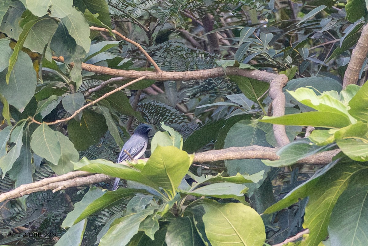 Schwarzkopf-Raupenfänger - ML644354441