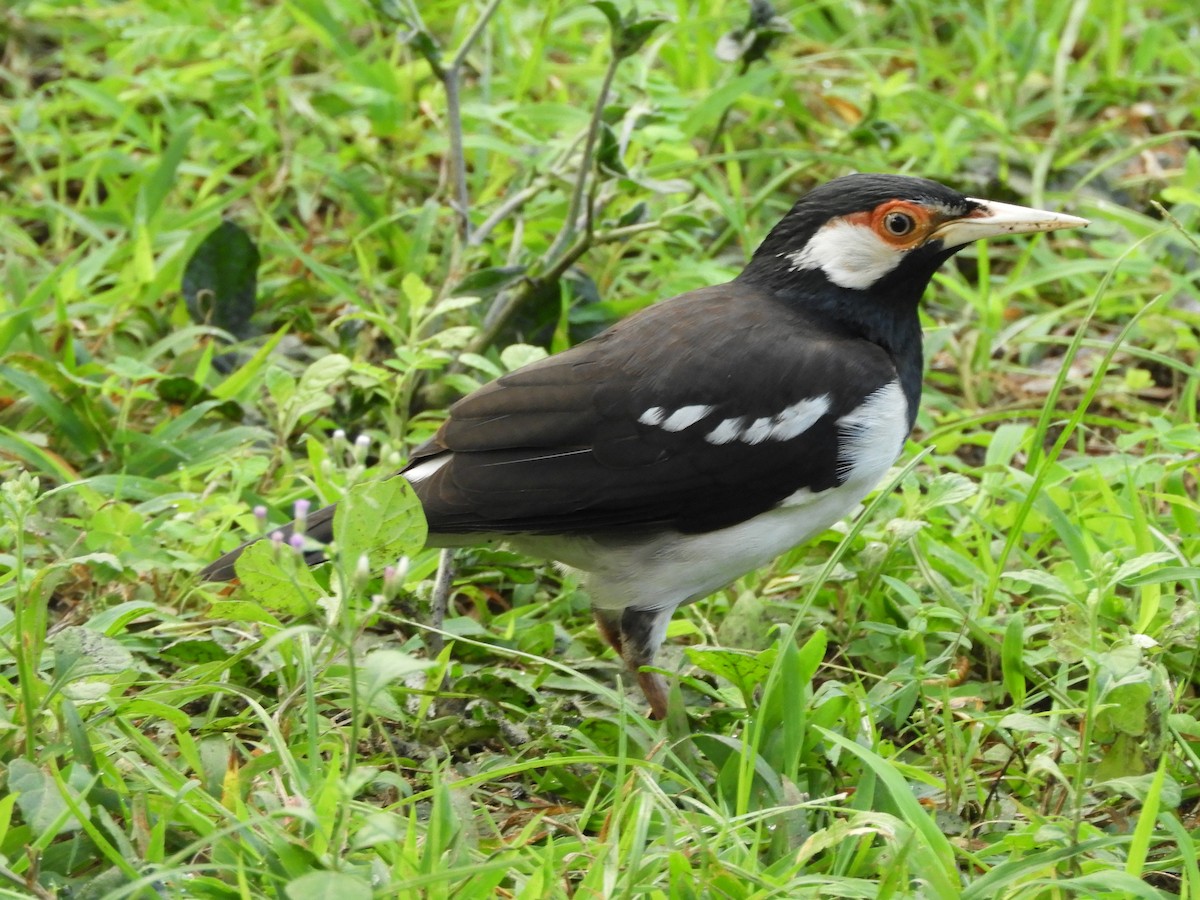 Javan Pied Starling - ML644354443