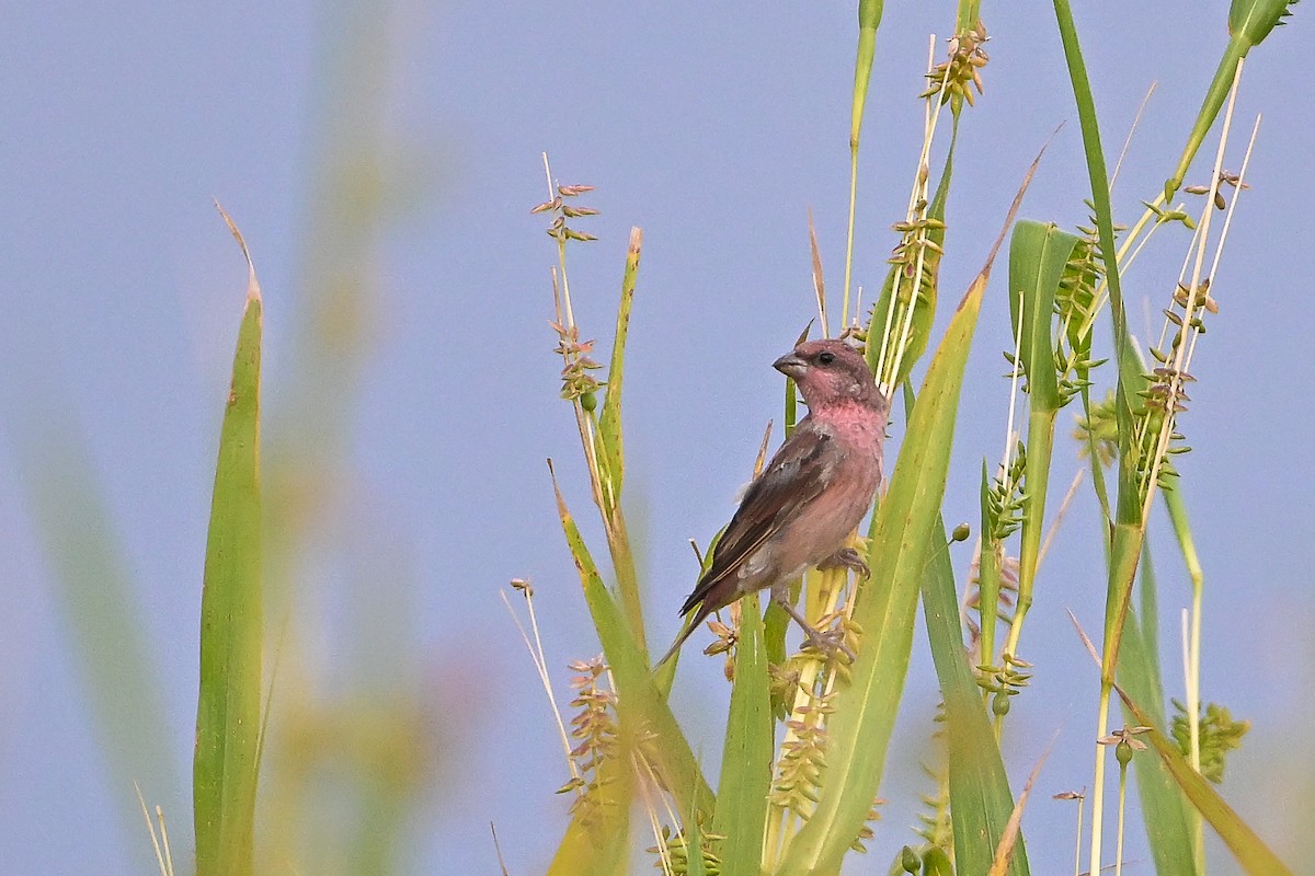Common Rosefinch - ML644354445