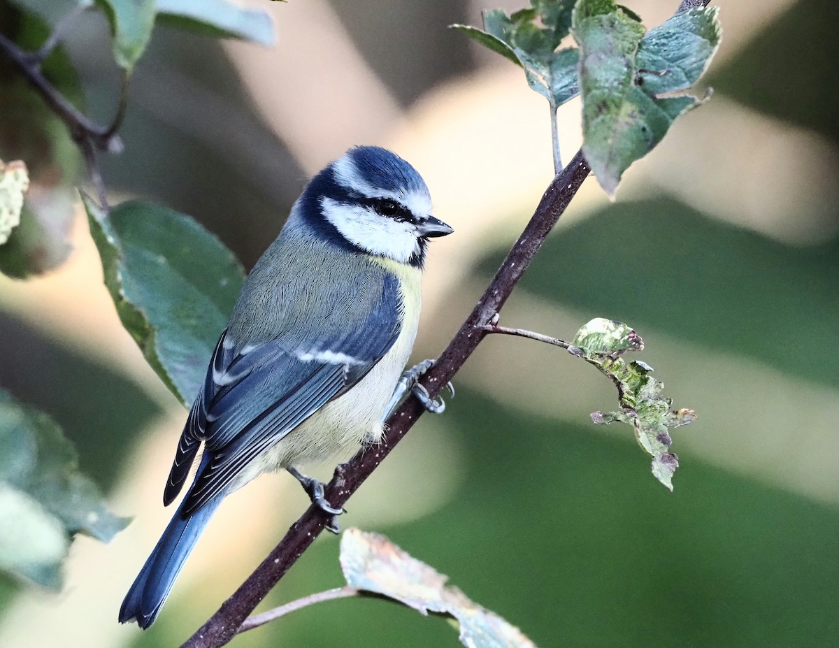 Eurasian Blue Tit - ML644354446