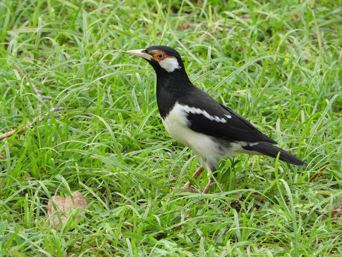 Javan Pied Starling - ML644354448
