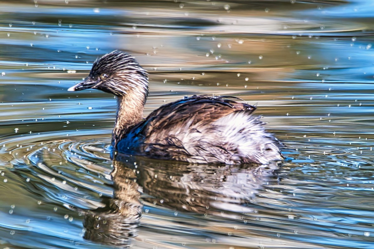 Zampullín Canoso - ML644354450