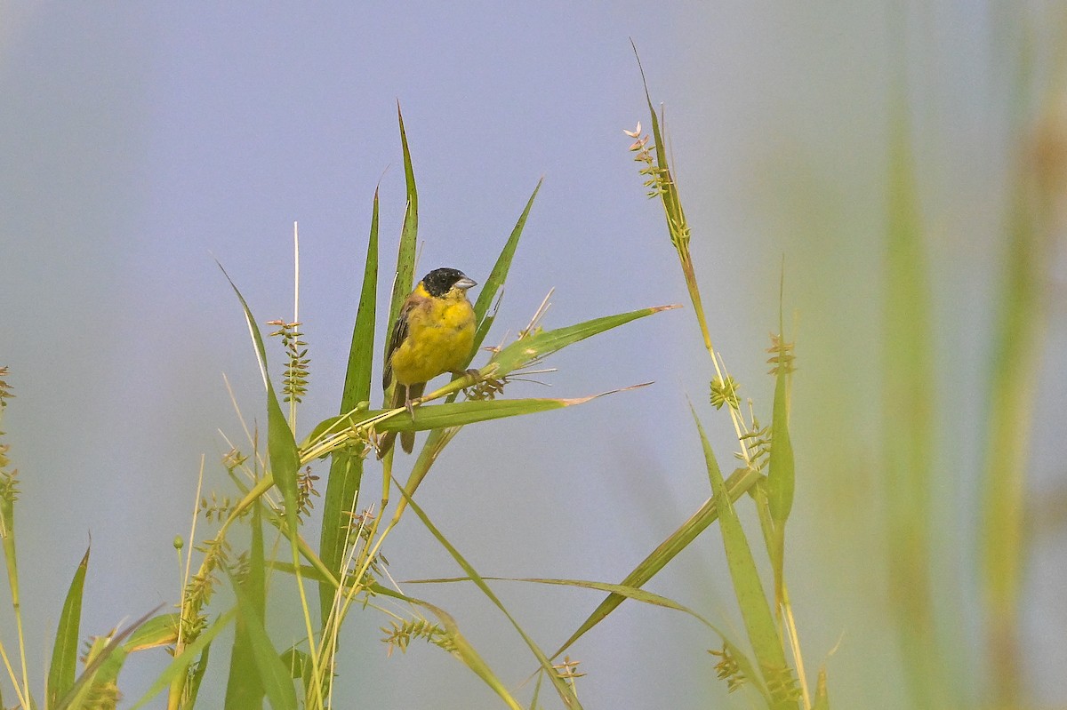 Black-headed Bunting - ML644354454