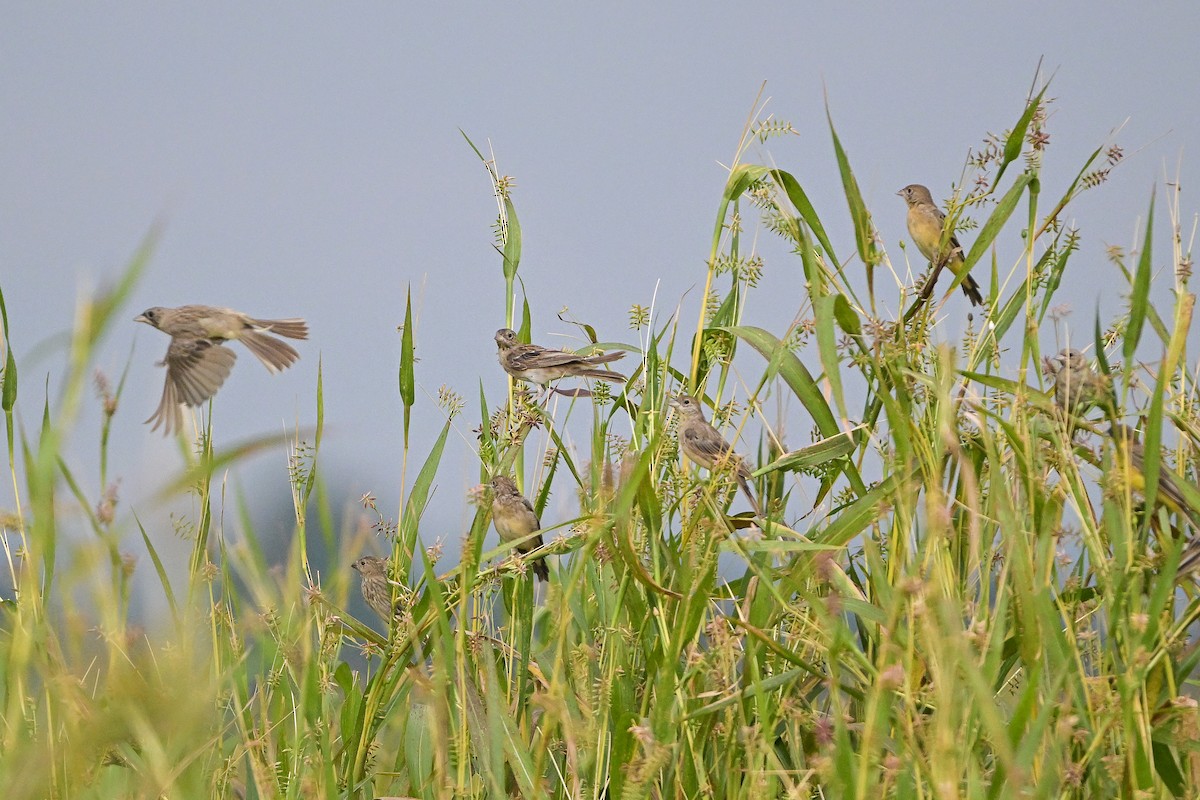 Black-headed Bunting - ML644354455