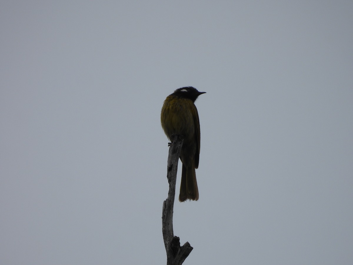 White-eared Honeyeater - ML644354467