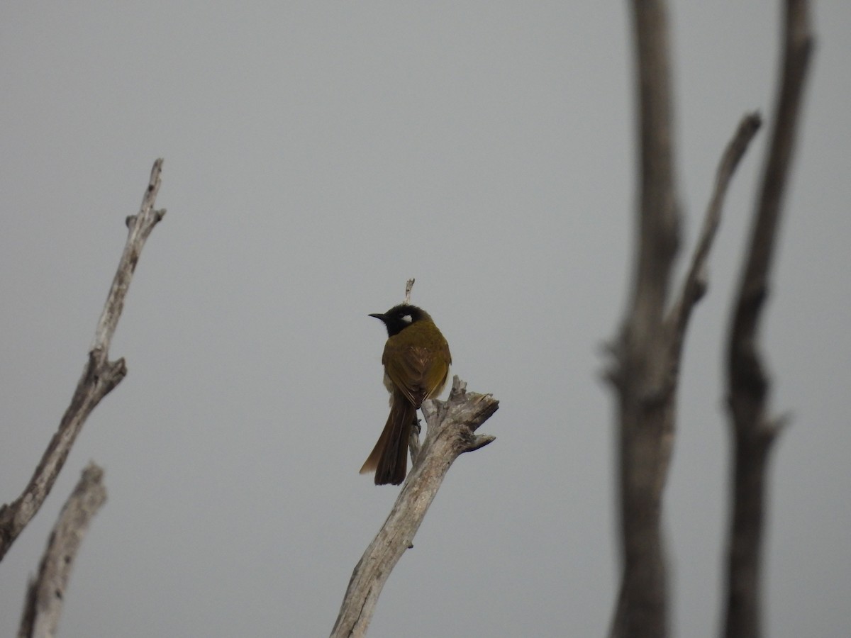 White-eared Honeyeater - ML644354468