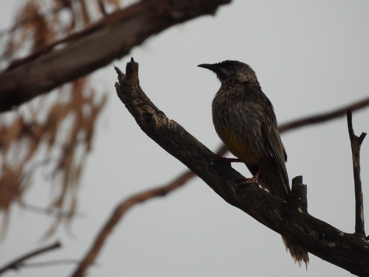 Red Wattlebird - ML644354469