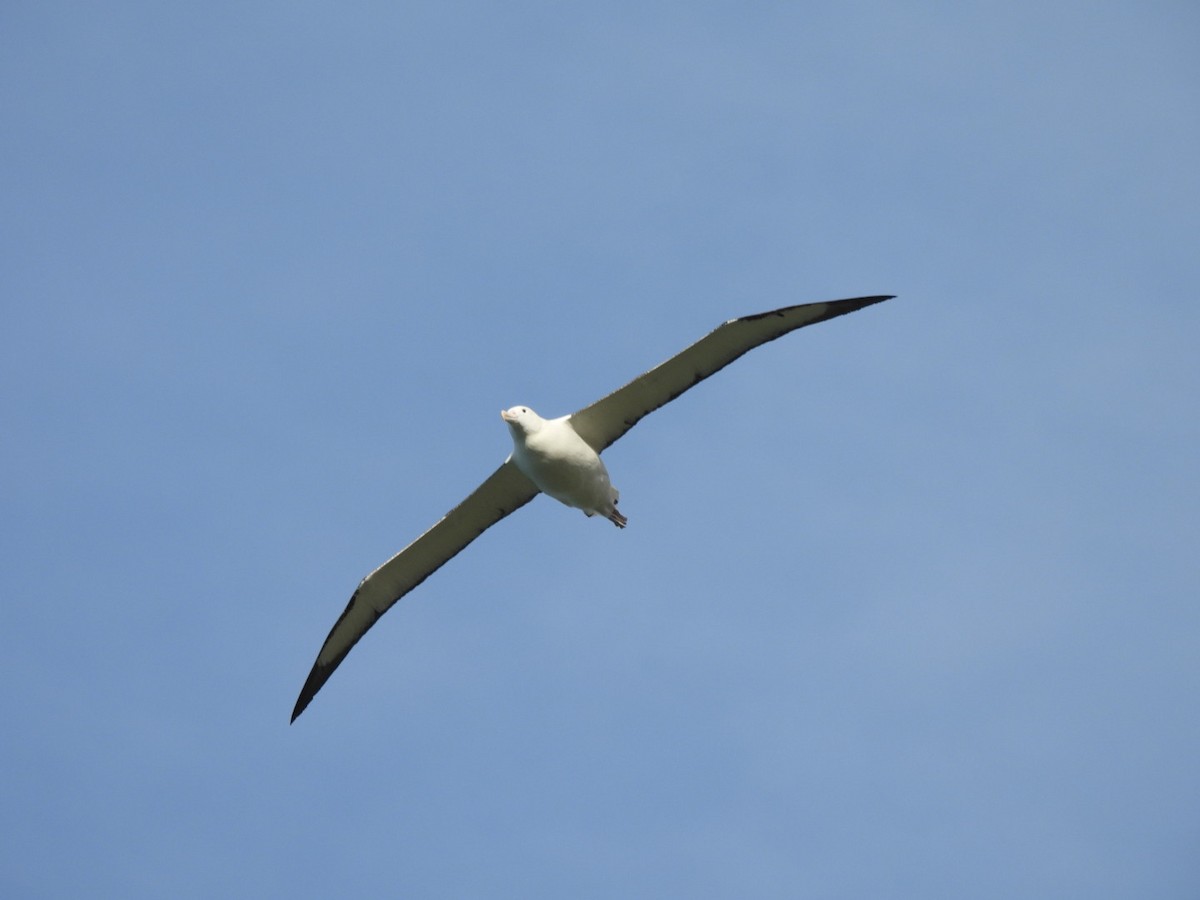 Albatros de Sanford - ML644354475