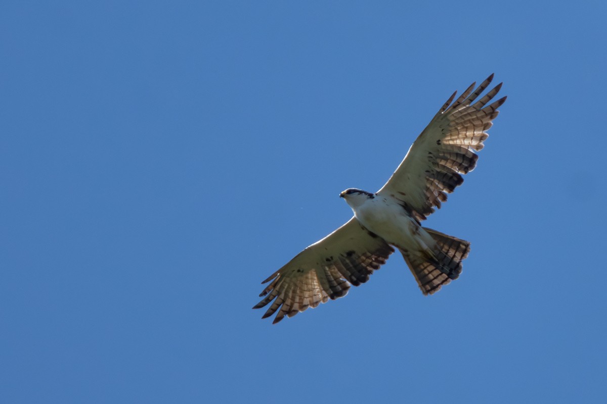 Aigle à ventre roux - ML644354479