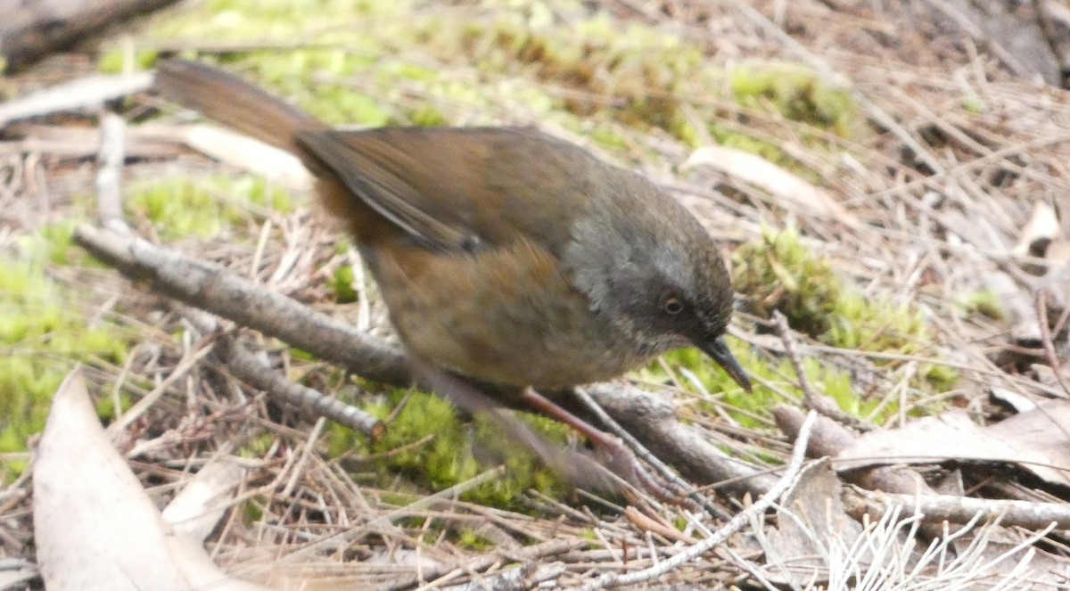 tasmankrattsmett - ML644354494