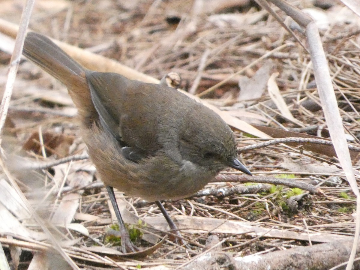 tasmankrattsmett - ML644354495