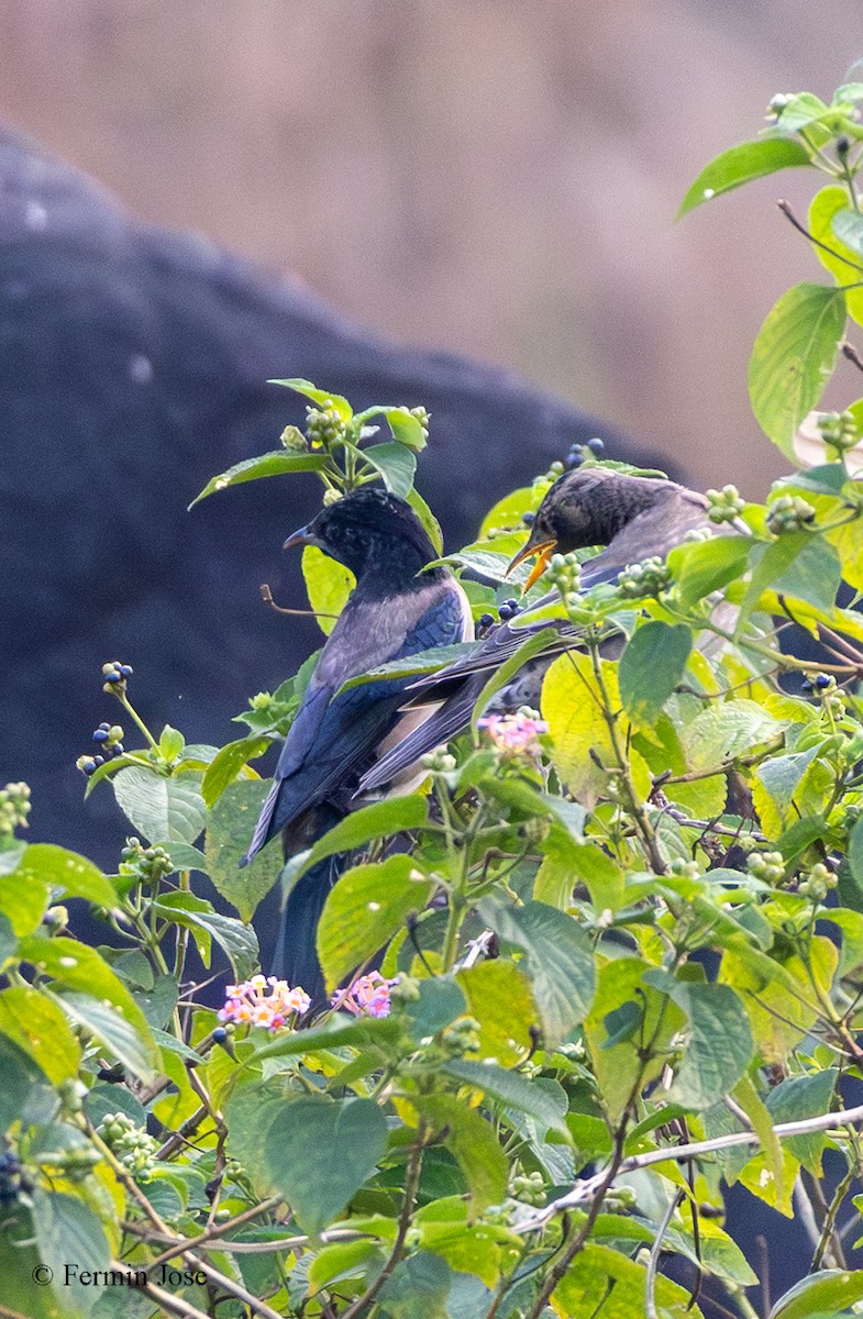 バライロムクドリ - ML644354502