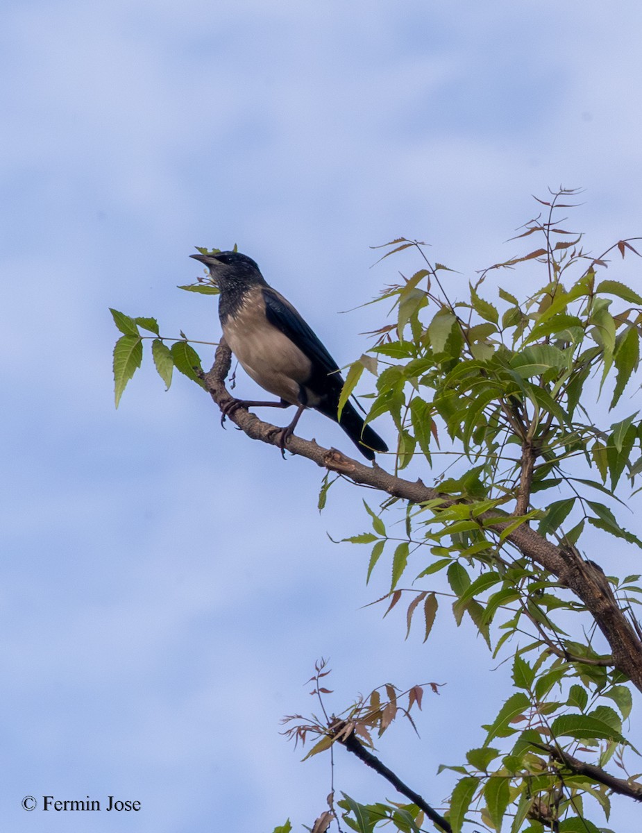 バライロムクドリ - ML644354503