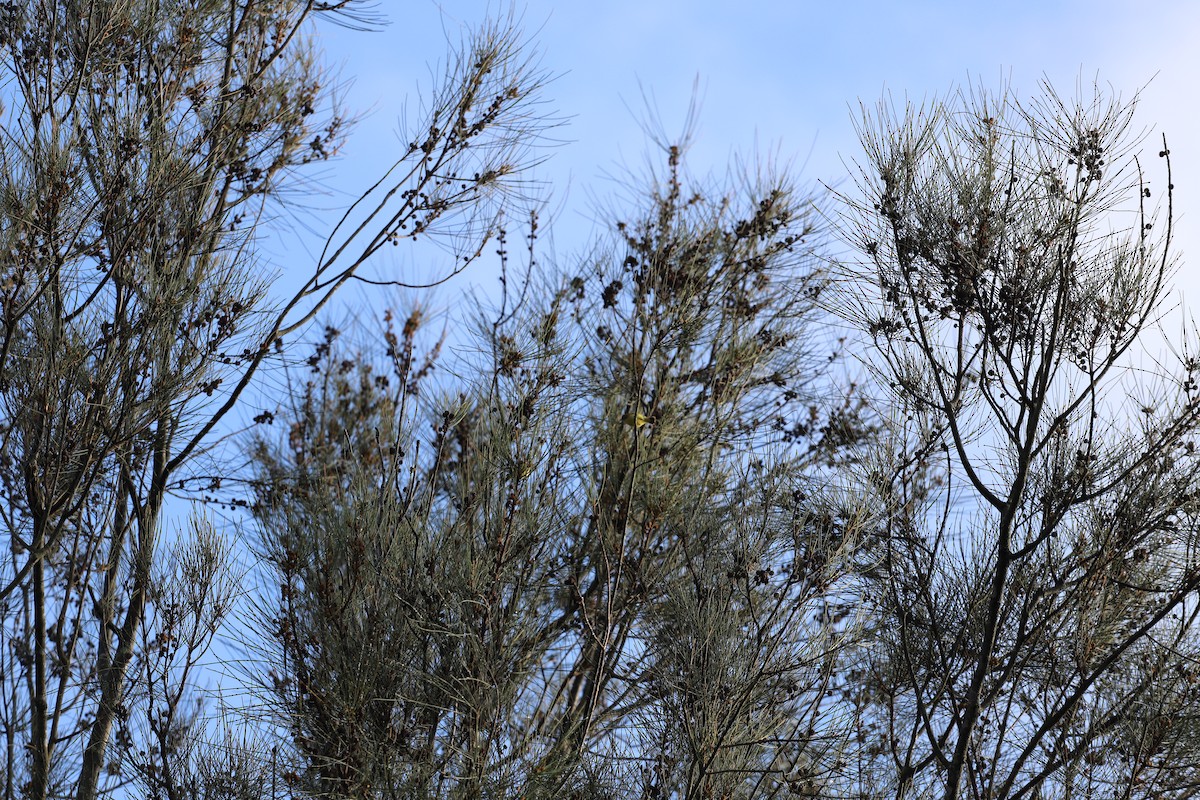 ヒメトゲハシムシクイ - ML644354506