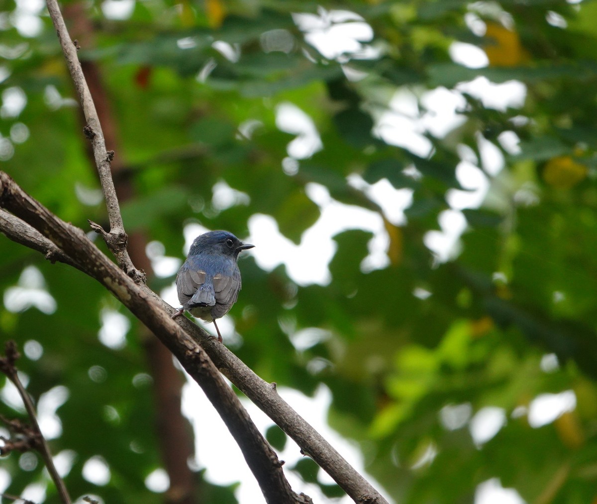 Hainan Blue Flycatcher - ML644354517