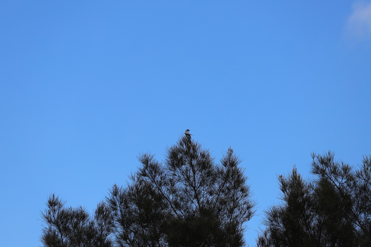 Black-faced Cuckooshrike - ML644354519