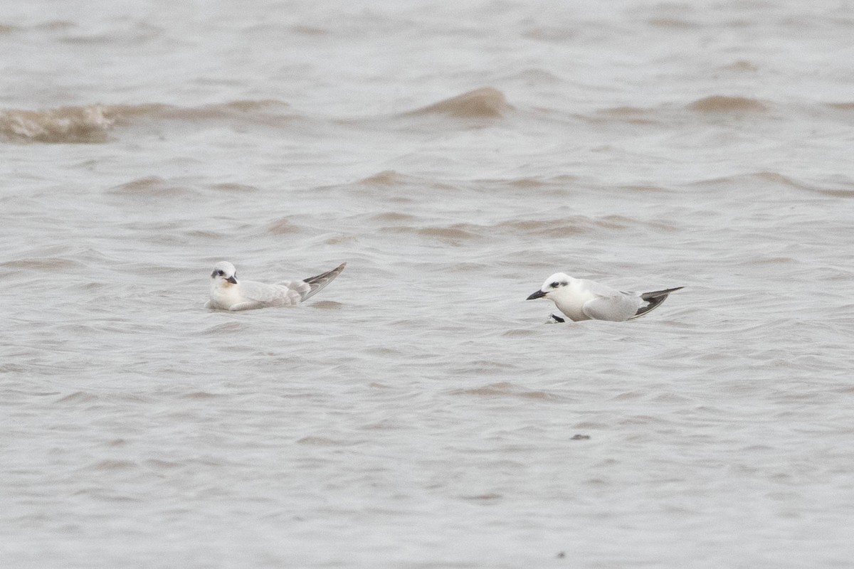 Gull-billed Tern - ML644354524
