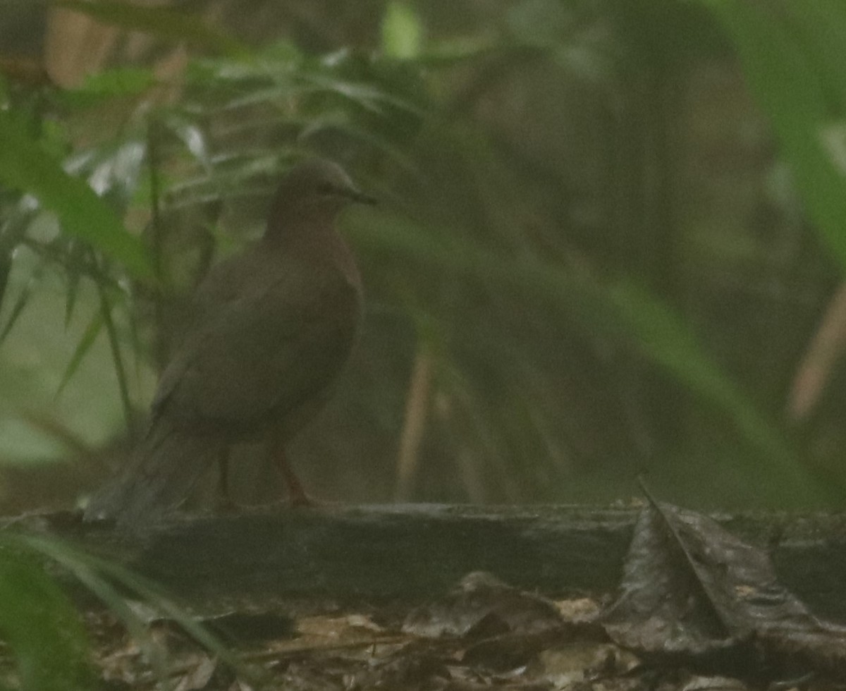 gråpannedue - ML644354525