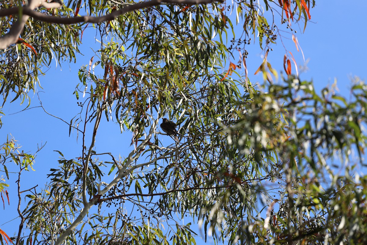 Olive-backed Oriole - ML644354527