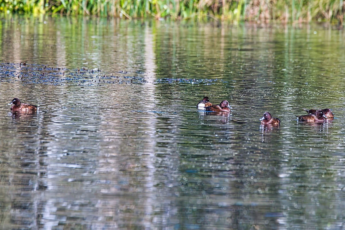 Hardhead - ML644354529