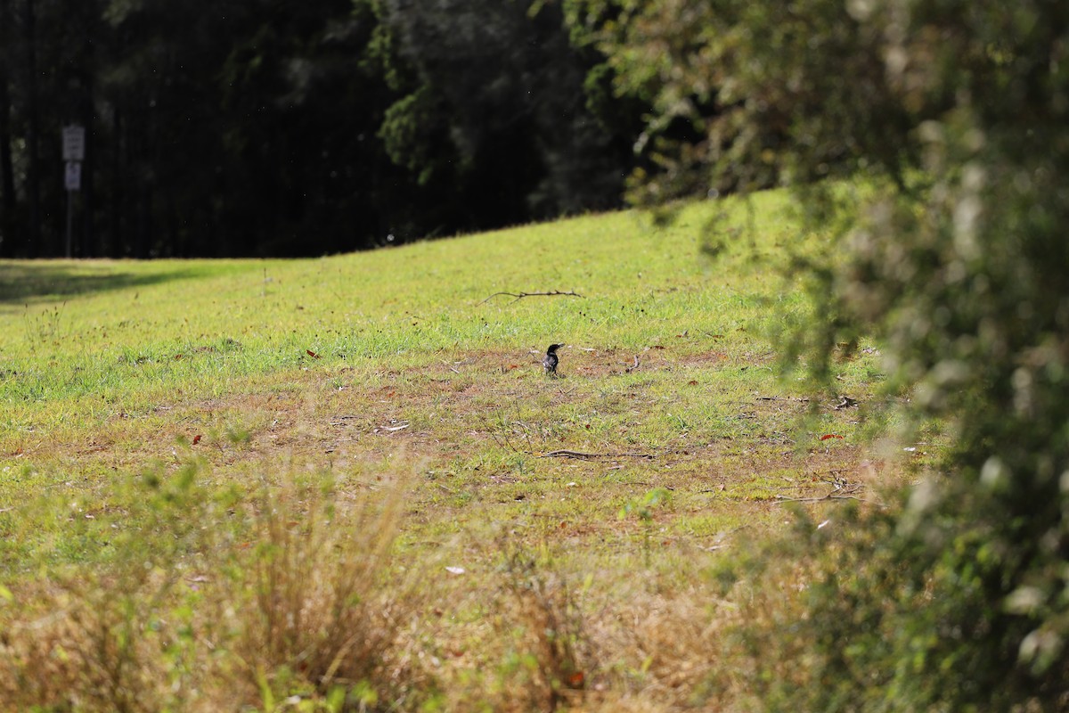 Gray Butcherbird - ML644354535
