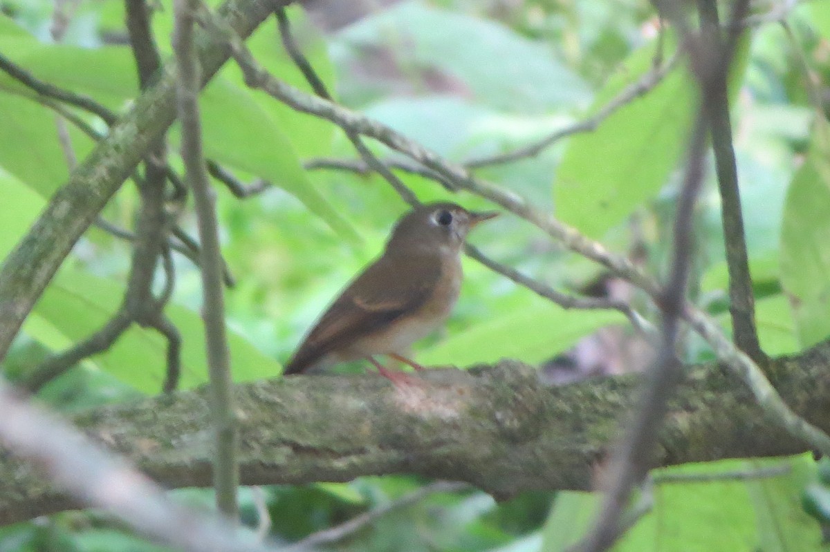 Brown-breasted Flycatcher - ML644354537