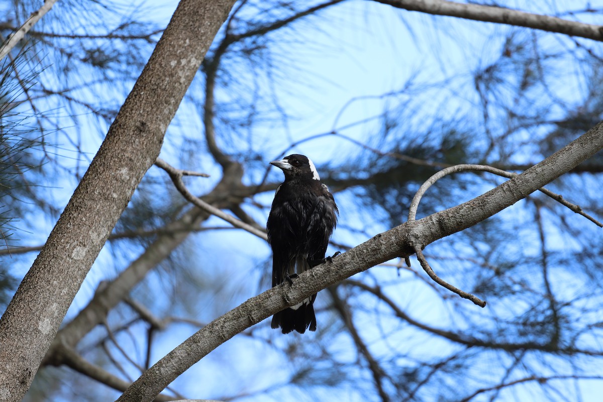 Cassican flûteur - ML644354542