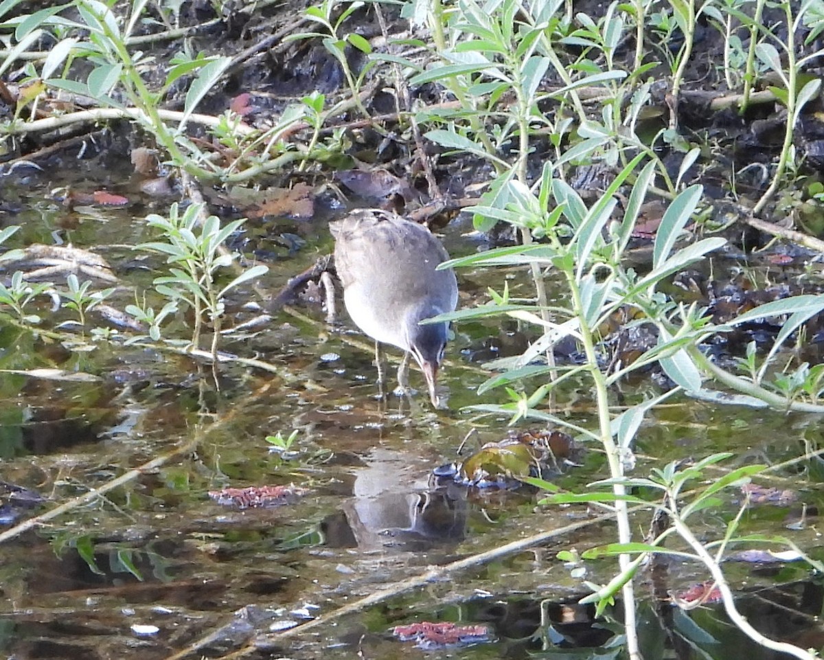 chřástal popelavý - ML644354544
